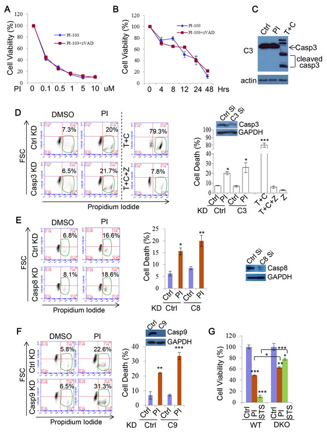 PI-103 induces cell death independent of apoptosis.