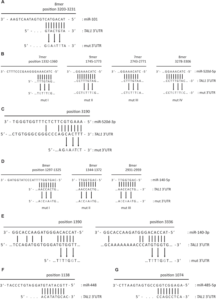 Schematic representation of microRNAs binding to TAL1 3&#x2019;UTR and respective mutagenesis performed to disrupt miRNA seed binding.