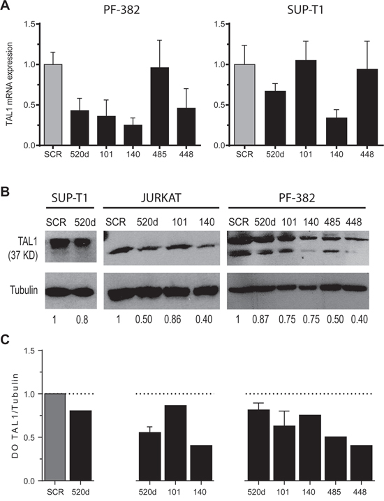 Ectopic expression of miR-520d, -101, -140, -485 and -448 down-regulates endogenous TAL1 mRNA and protein levels in T-ALL cell lines.