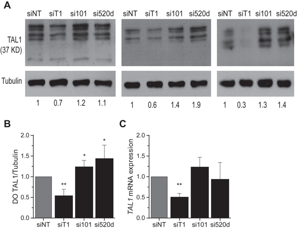 Inhibition of miR-520d-5p and miR-101 increases endogenous TAL1 protein levels in T-ALL cells.