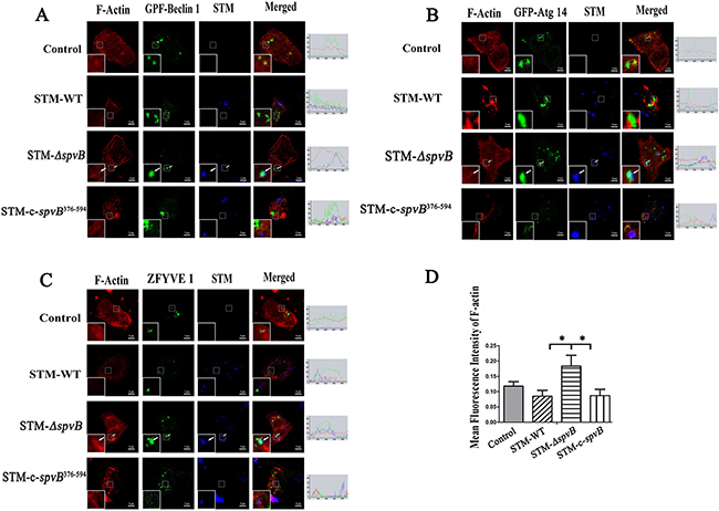 spvB interfered with the initial stage of autophagy by depolymerization of actin cytoskeleton.