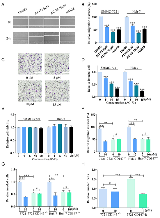 AC-73 decreases the motility and invasiveness of HCC cells via CD147 inhibition.