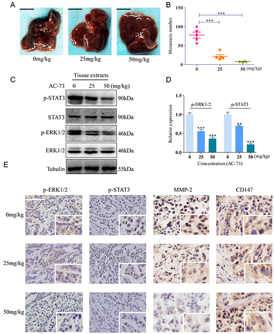 AC-73 reduced tumor metastasis by affecting the CD147/ERK1/2/STAT3 pathways in vivo.