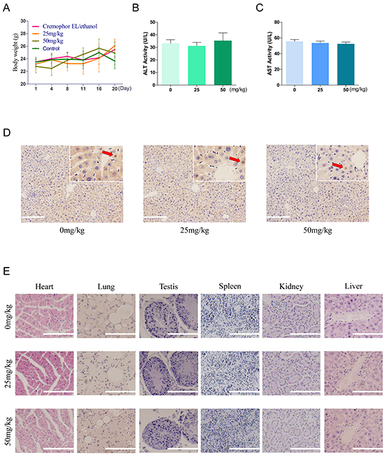 Toxicity and tolerance of AC-73 in vivo.