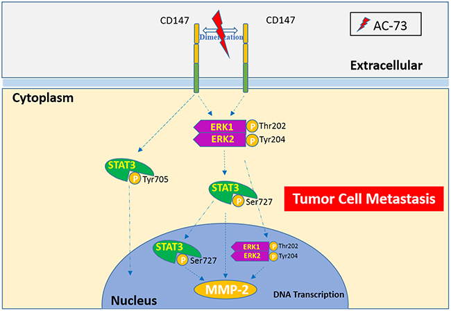 A proposed working model for AC-73-mediated suppression of CD147/ERK1/2/STAT3 signaling to inhibit HCC metastasis.