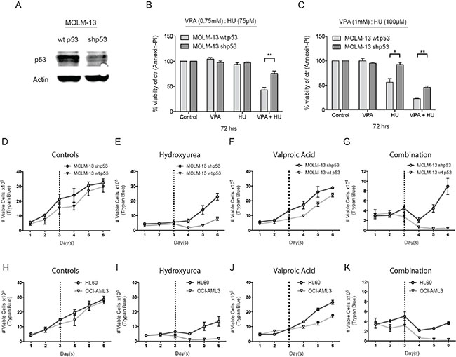 Investigating the role of p53 in HU and VPA combination therapy.