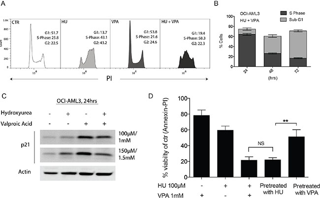 Complimentary regulation of cell cycle status following combination therapy in OCI-AML3 cells.