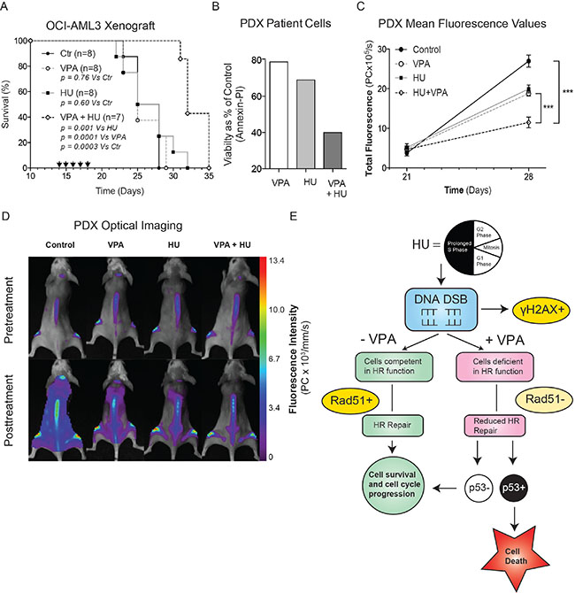 Combinational therapy of HU and VPA represses AML in vivo.