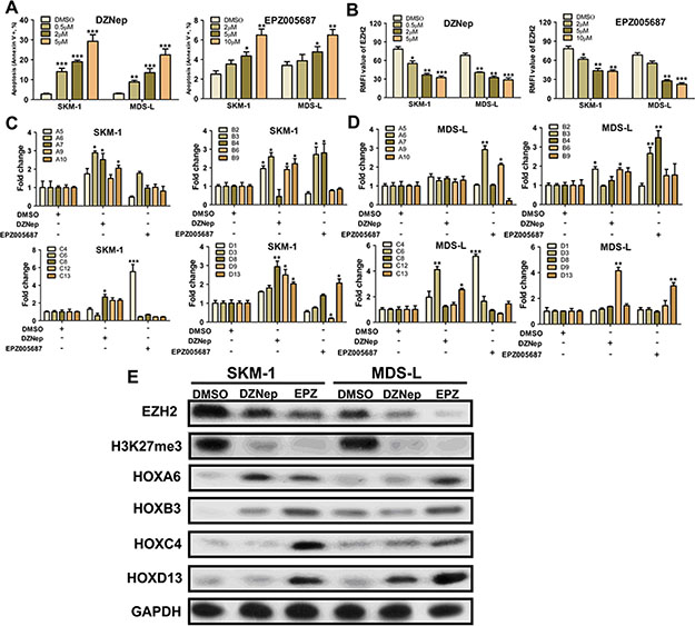 H3K27 hypomethylating agents induce varying degrees of HOX gene cluster expression.