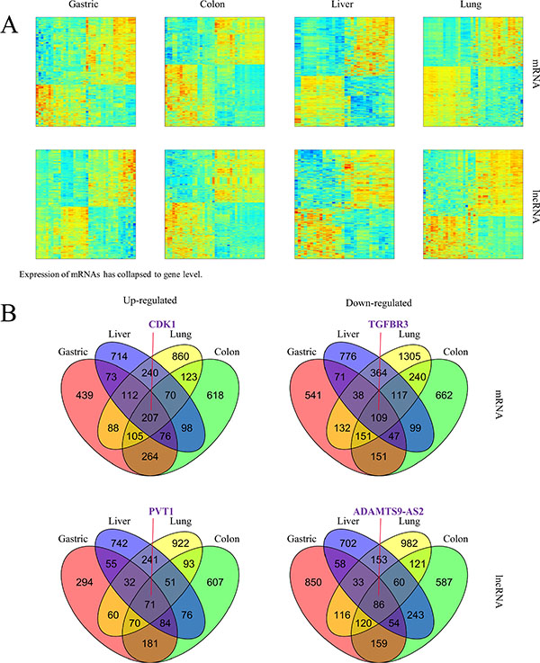 Altered expression of mRNAs and lncRNAs across cancer types.