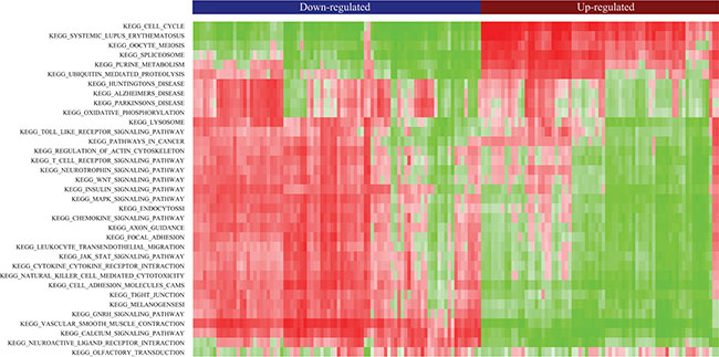 Heatmap of clustered pathway enrichment scores for common DE-lncRNAs.