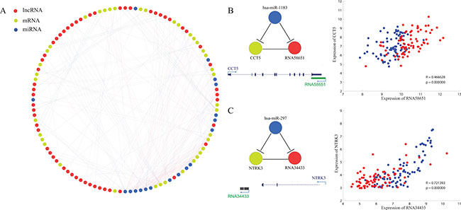 Prediction of lncRNAs as ceRNAs of their cis mRNAs.