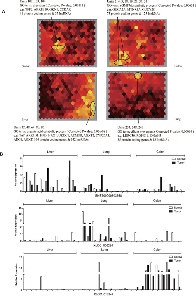 Transcriptome comparison by the self-organizing map (SOM).