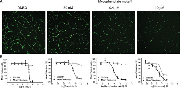 Anti-angiogenic properties of the identified HIF-1 inhibitors.