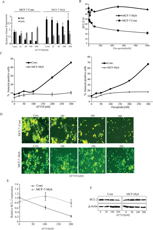 Ectopic expression of MYB is sufficient to overcome CDK9 inhibitor mediated apoptosis of ER