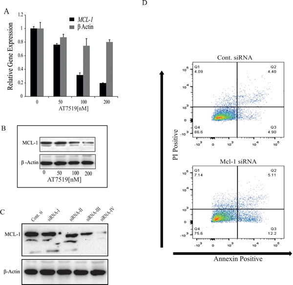 CDK9 inhibitor-mediated down-regulation of MCL-1 is not sufficient to induce apoptosis in ER