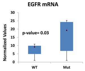 Lung tumor cells expressing GOF p53 show higher EGFR levels.