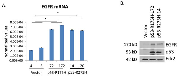 Gain-of-function p53 upregulates expression of EGFR in H1299 lung cancer cells.