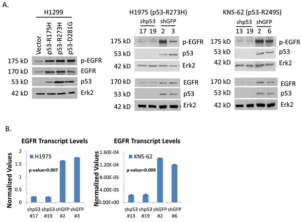 p53 knock-down in H1975 and KNS-62 cells reduces EGFR levels.