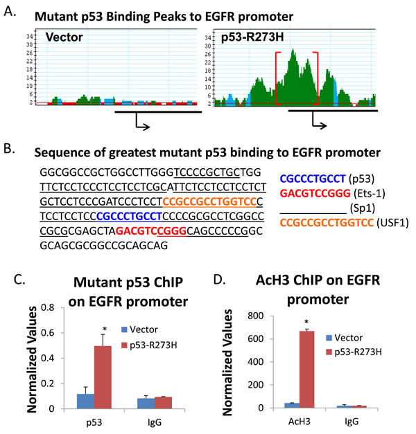 p53 ChIP sequence peaks on EGFR gene upstream sequences and QPCR verification of ChIP on the EGFR promoter.