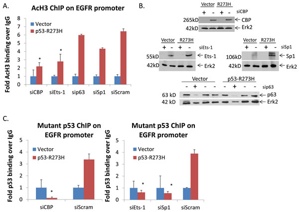 Figure 6 : TFs are involved in inducing binding of acetylated histone H3 and p53 on the EGFR promoter.