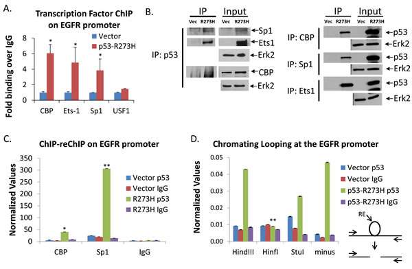 GOF p53 facilitates interaction of TFs on the EGFR promoter.