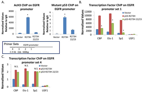 TAD mutations differentially affect GOF p53 interactions and binding of acetylated histones with the EGFR promoter.