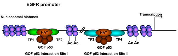 Proposed model for GOF p53 nucleating on the EGFR promoter.