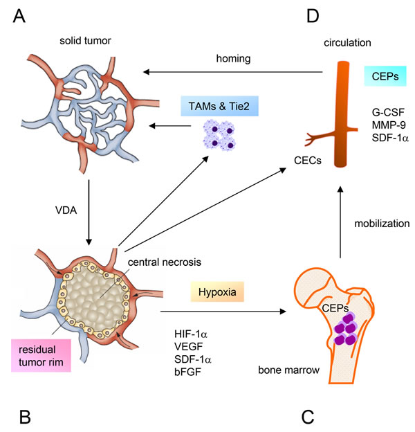 Diagram illustrating the mechanisms of tumor resistance to vascular disrupting agents.