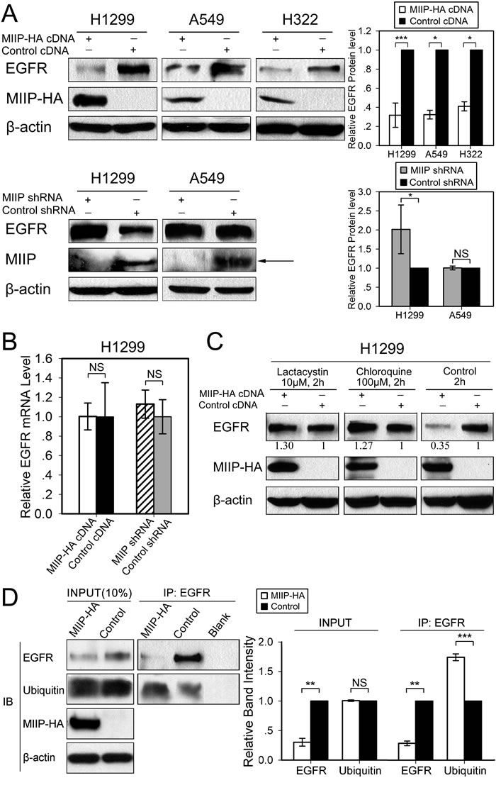 Inverse patterns of MIIP and EGFR protein expression in human lung cancer cell lines.