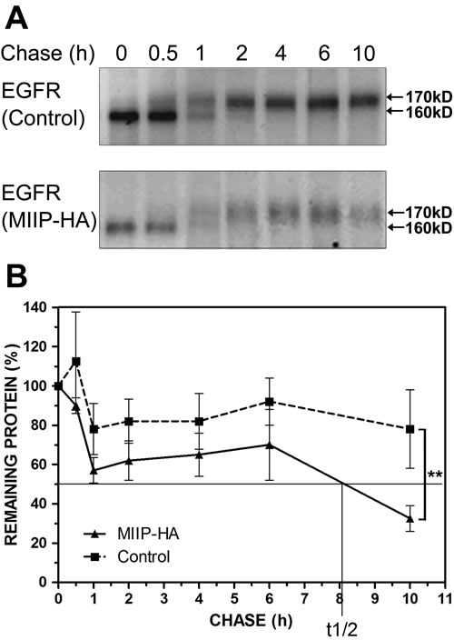 MIIP accelerates EGFR protein turnover.