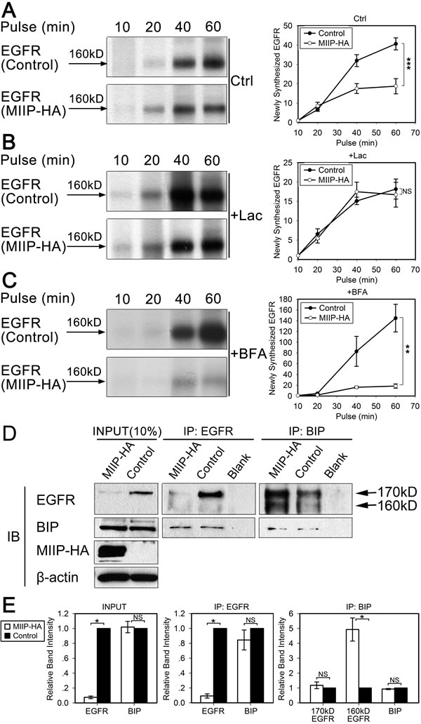 MIIP promotes degradation of newly synthesized EGFR by the proteasome pathway.