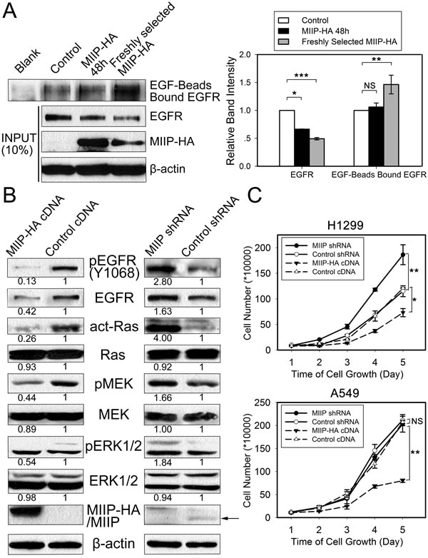 Functional analysis of the effects of MIIP expression on EGFR&#x2019;s EGF-binding activity and activation of EGFR and downstream signaling and cell proliferation.