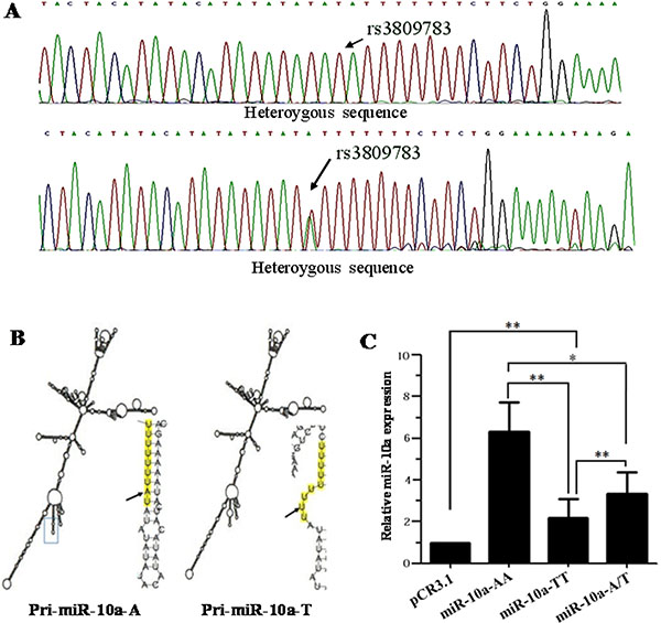 Sequencing, secondary structure prediction and miR-10a expression detection.