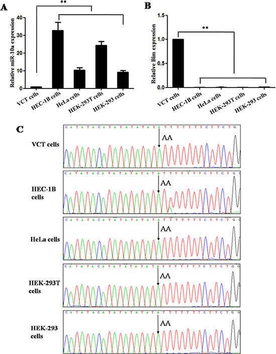 MiR-10a expression and allele in different cell lines.