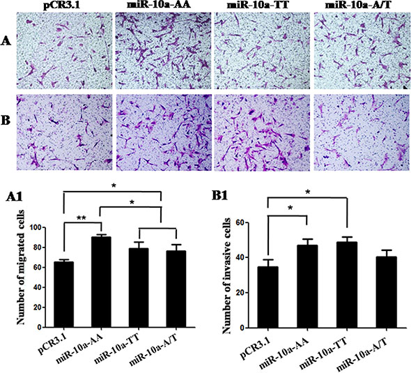 Cell migration and invasion in VCT cells transfected by different genotypes.