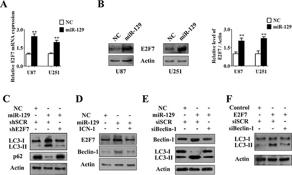 Notch-1/E2F7/Beclin-1 axis was involved in miR-129-triggered autophagic flux.