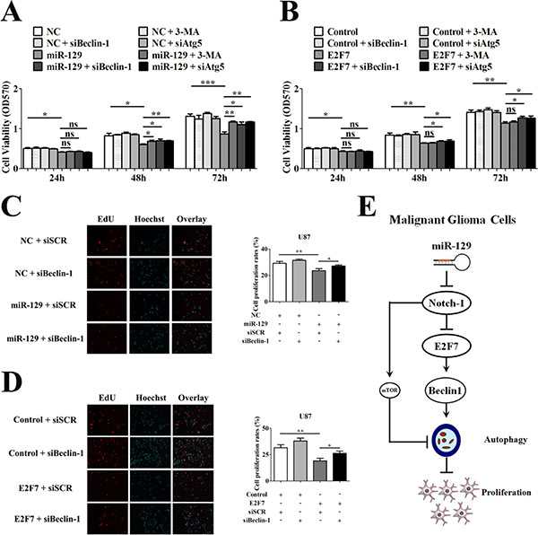 Suppression of miR-129-induced autophagic flux rescued cell viability of U87 cells.