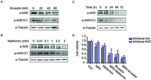Brusatol and metformin reversed progestin resistance and downregulated Nrf2 and AKR1C1 expression.