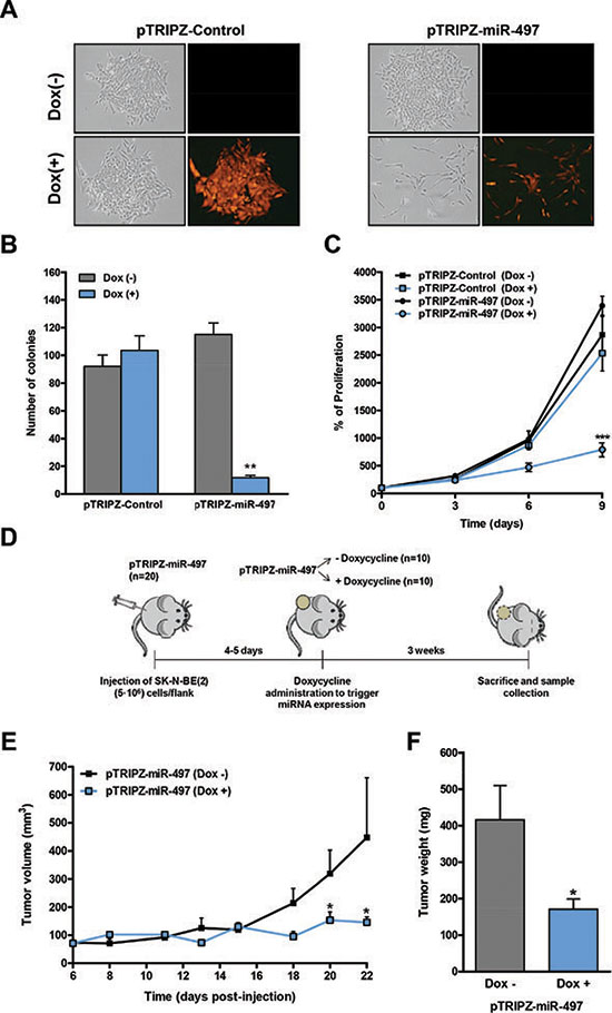 Inducible expression of miR-497 impairs colony formation and proliferation in vitro and tumor growth in vivo.