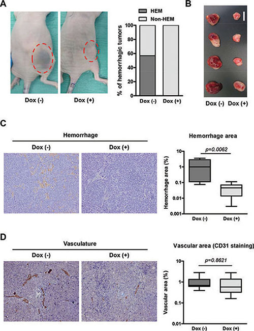 Overexpression of miR-497 in vivo reduces permeability of blood vessels.