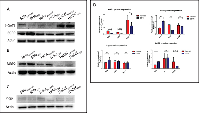 Differential expression of several ABC and SLC transporters.