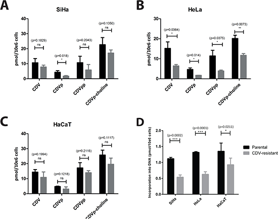 Intracellular metabolism of CDV in parental and CDVR SiHa (A), HeLa (B) and HaCaT (C) cells.