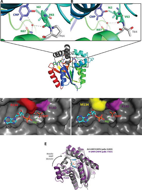 Structure-function relationship analysis of the mutant UMP/CMPK1s.