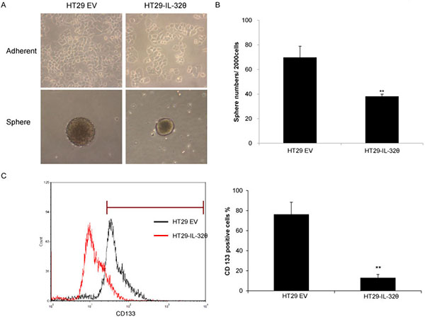 IL-32&#x03B8; inhibits various properties of cancer stem cells (CSCs).