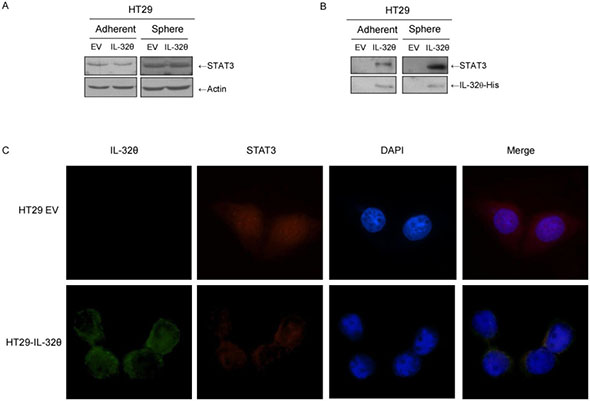 IL-32&#x03B8; inhibits nuclear translocation of STAT3 through direct binding in HT29 cells.