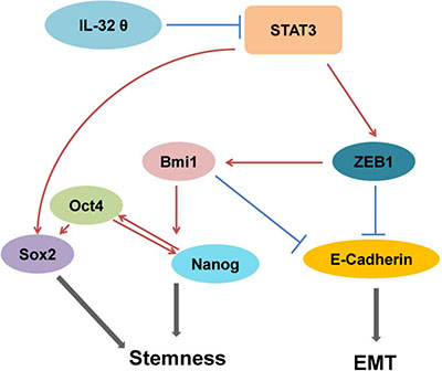 Inhibition of stemness and EMT by IL-32&#x03B8;.