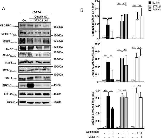 VEGFR2/Stat-3 pathway is involved in VEGF-A-induced resistance to anti-EGFR therapy.