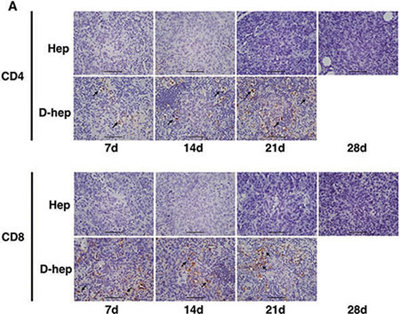 An increasing number of tumor infiltrating lymphocytes (TILs) in CD4+ and CD8+ subsets were found in D-hep tumors while few TILs were found in Hep tumors (Bar = 100 &#x03BC;m) Arrow showed TILs in each subsets.