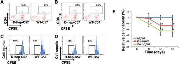 Lymphocytes from D-hep-C57 mice were activated by Hep cells and induced cytotoxicity in vitro.